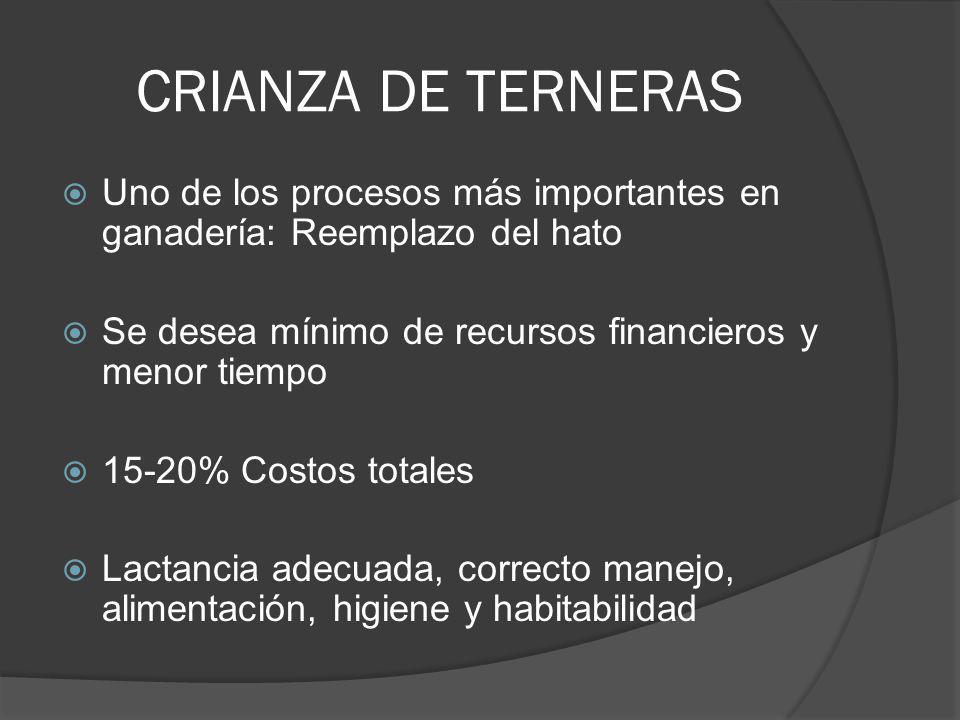 CRIANZA DE TERNERAS Uno de los procesos más importantes en ganadería: Reemplazo del hato. Se desea mínimo de recursos financieros y menor tiempo.
