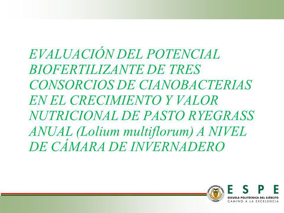 EVALUACIÓN DEL POTENCIAL BIOFERTILIZANTE DE TRES CONSORCIOS DE CIANOBACTERIAS EN EL CRECIMIENTO Y VALOR NUTRICIONAL DE PASTO RYEGRASS ANUAL (Lolium multiflorum) A NIVEL DE CÁMARA DE INVERNADERO