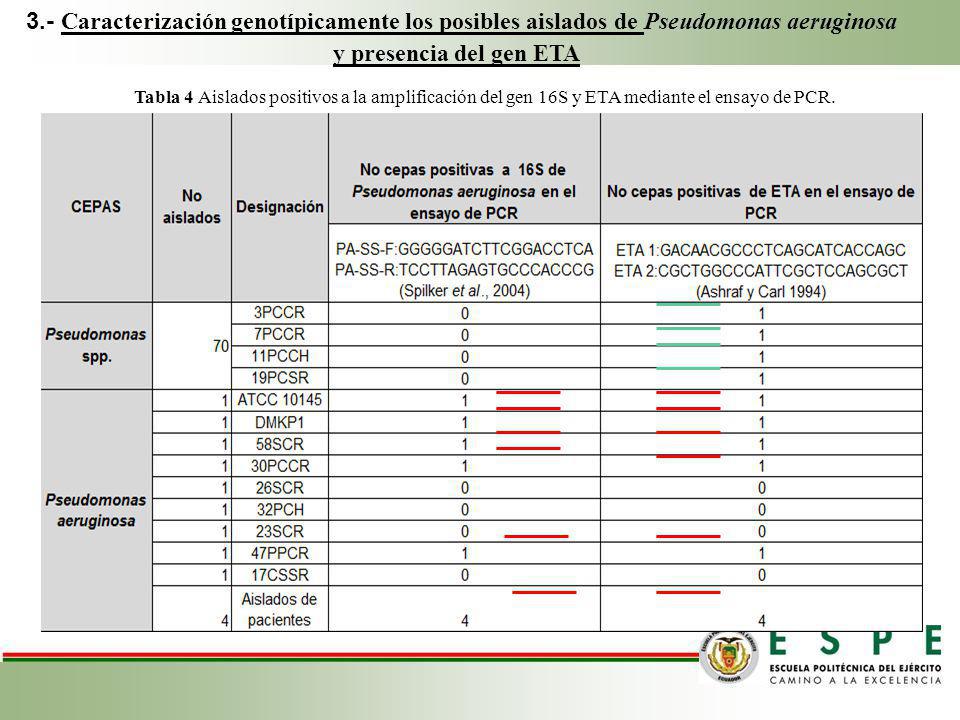3.- Caracterización genotípicamente los posibles aislados de Pseudomonas aeruginosa y presencia del gen ETA