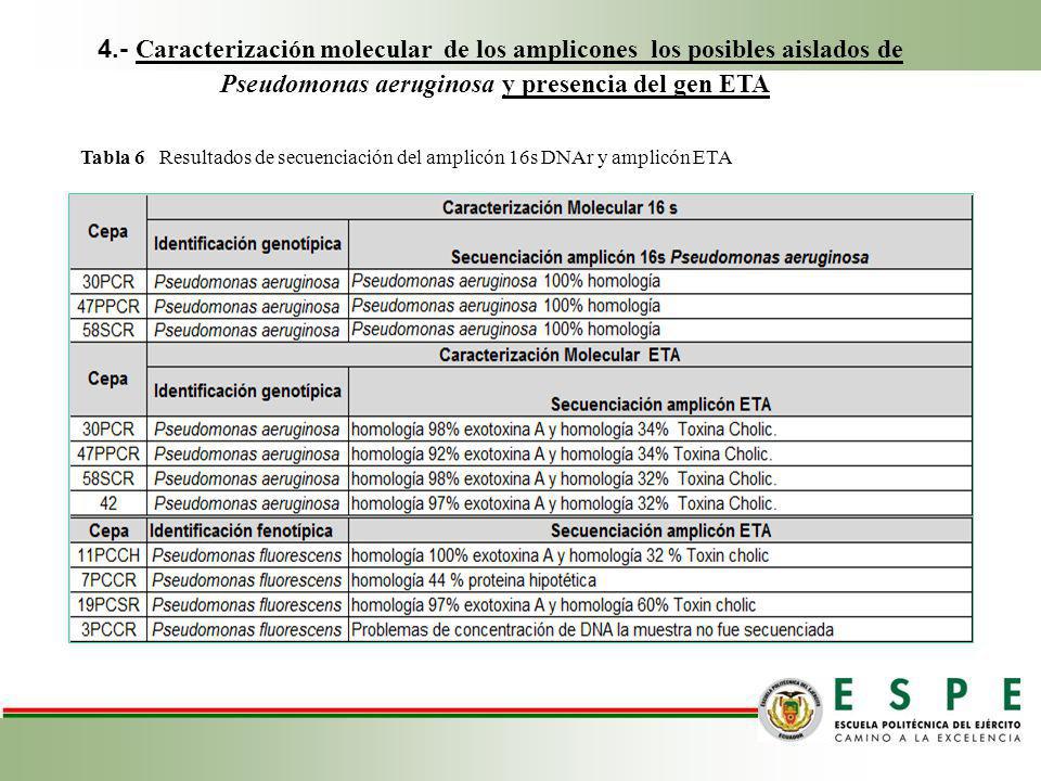 4.- Caracterización molecular de los amplicones los posibles aislados de Pseudomonas aeruginosa y presencia del gen ETA