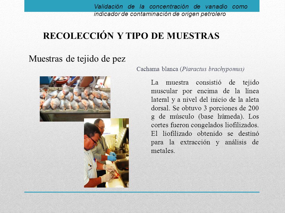 RECOLECCIÓN Y TIPO DE MUESTRAS Muestras de tejido de pez