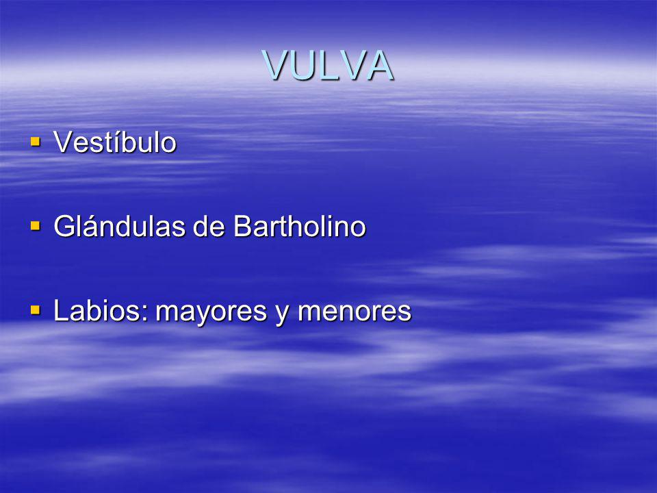 VULVA Vestíbulo Glándulas de Bartholino Labios: mayores y menores