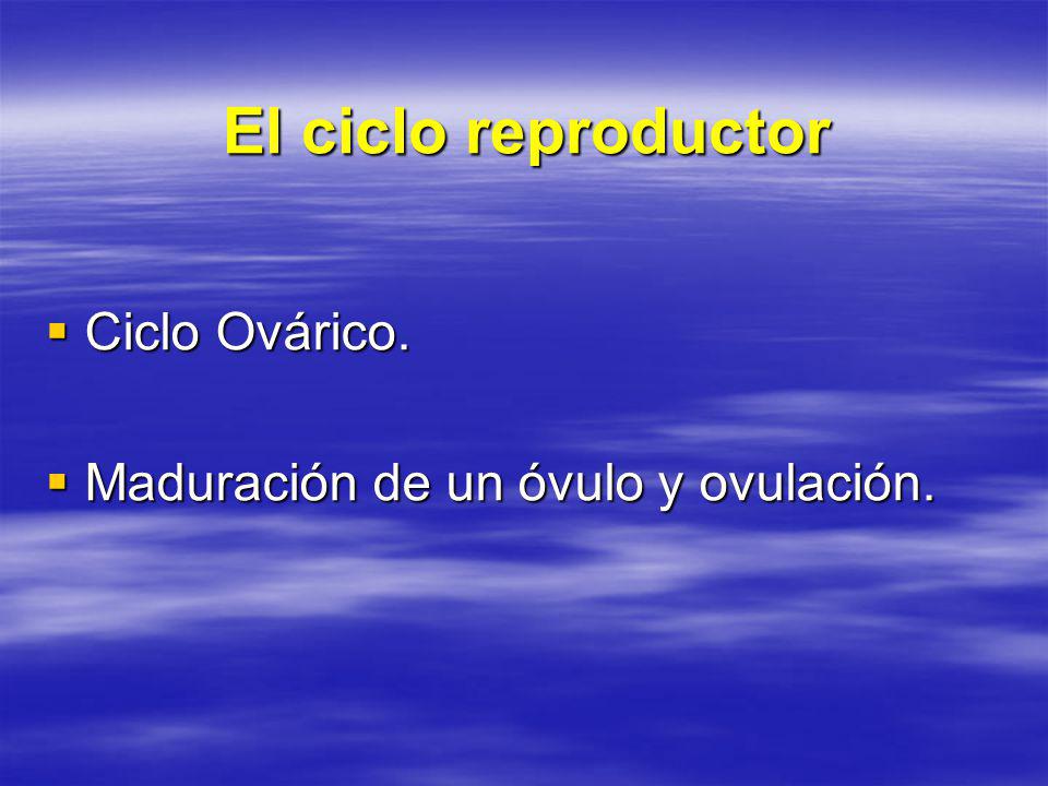 El ciclo reproductor Ciclo Ovárico.