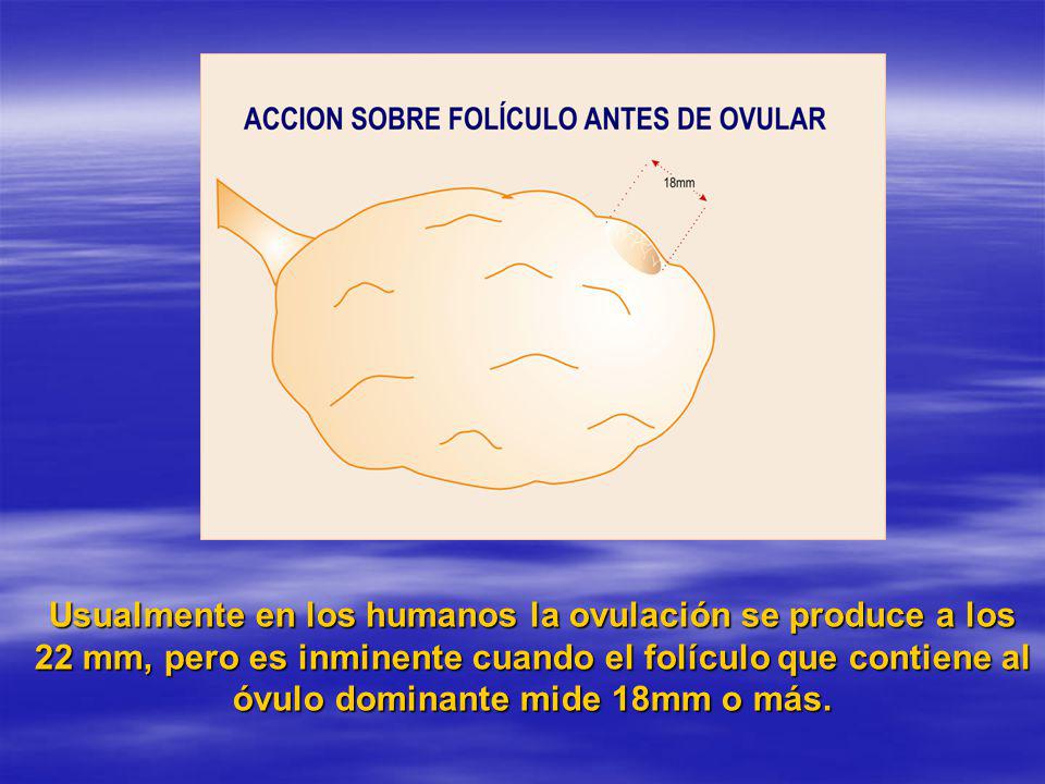 Usualmente en los humanos la ovulación se produce a los 22 mm, pero es inminente cuando el folículo que contiene al óvulo dominante mide 18mm o más.