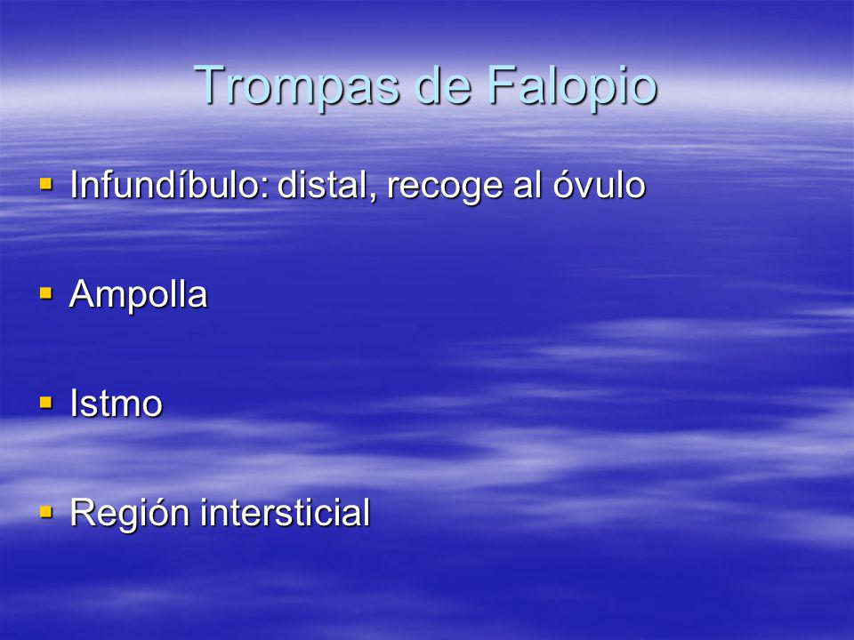 Trompas de Falopio Infundíbulo: distal, recoge al óvulo Ampolla Istmo