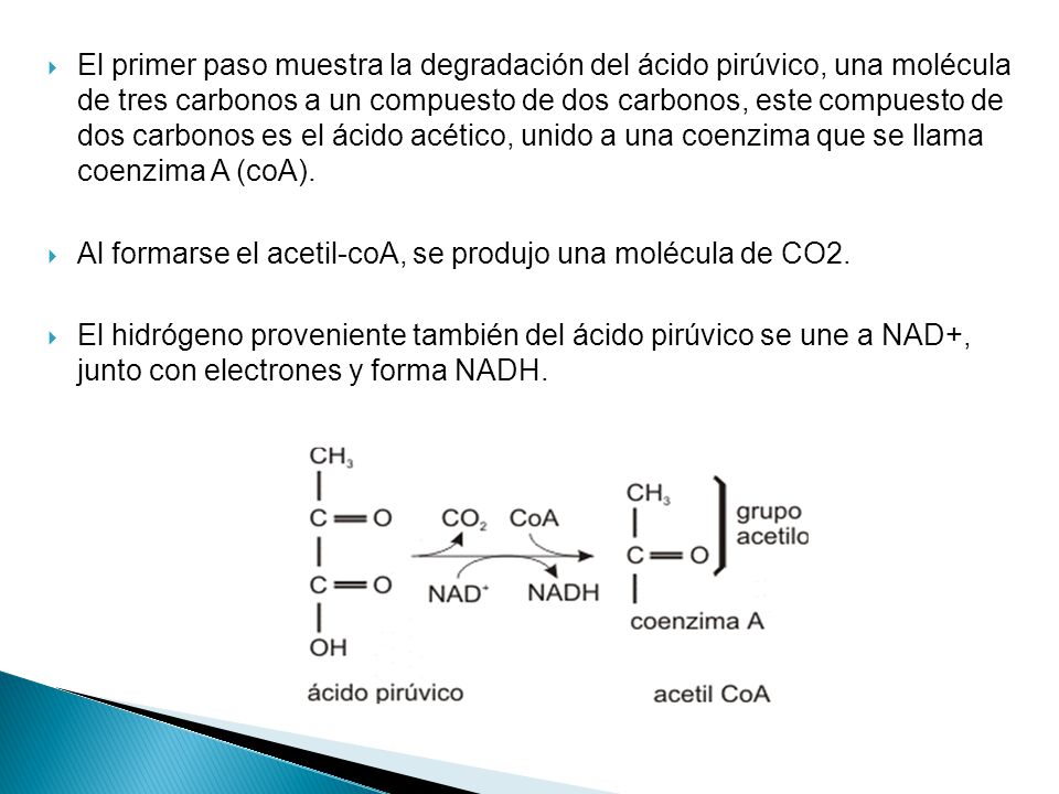 El primer paso muestra la degradación del ácido pirúvico, una molécula de tres carbonos a un compuesto de dos carbonos, este compuesto de dos carbonos es el ácido acético, unido a una coenzima que se llama coenzima A (coA).