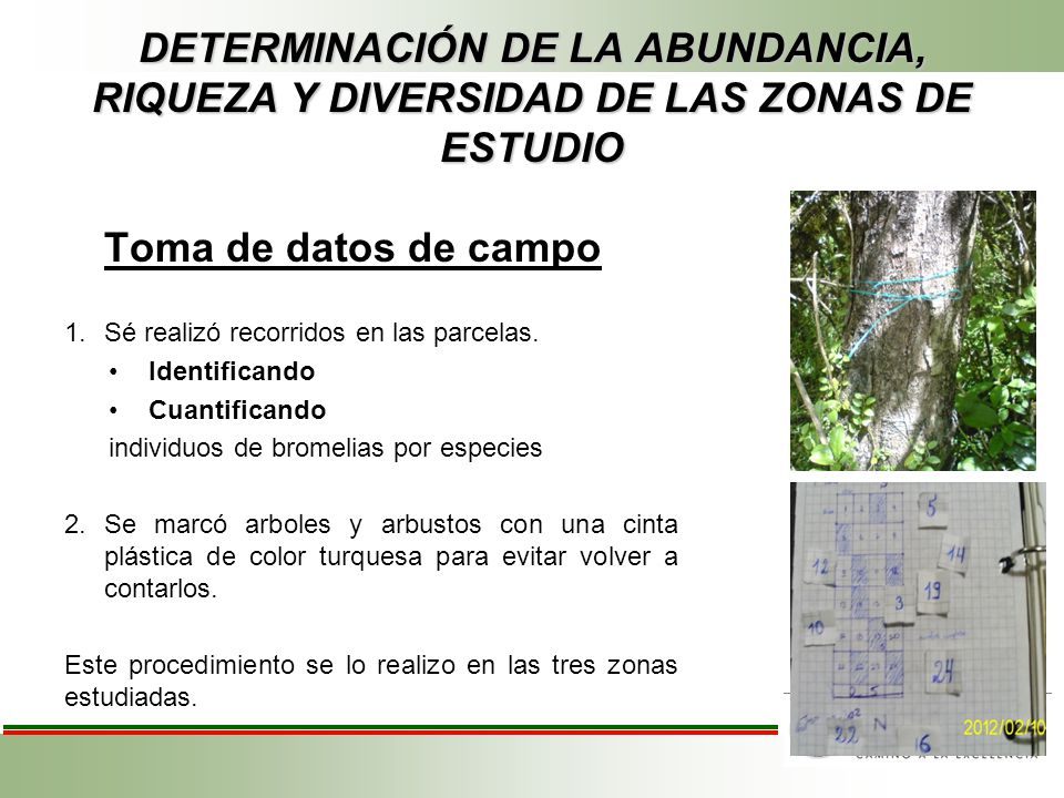 DETERMINACIÓN DE LA ABUNDANCIA, RIQUEZA Y DIVERSIDAD DE LAS ZONAS DE ESTUDIO