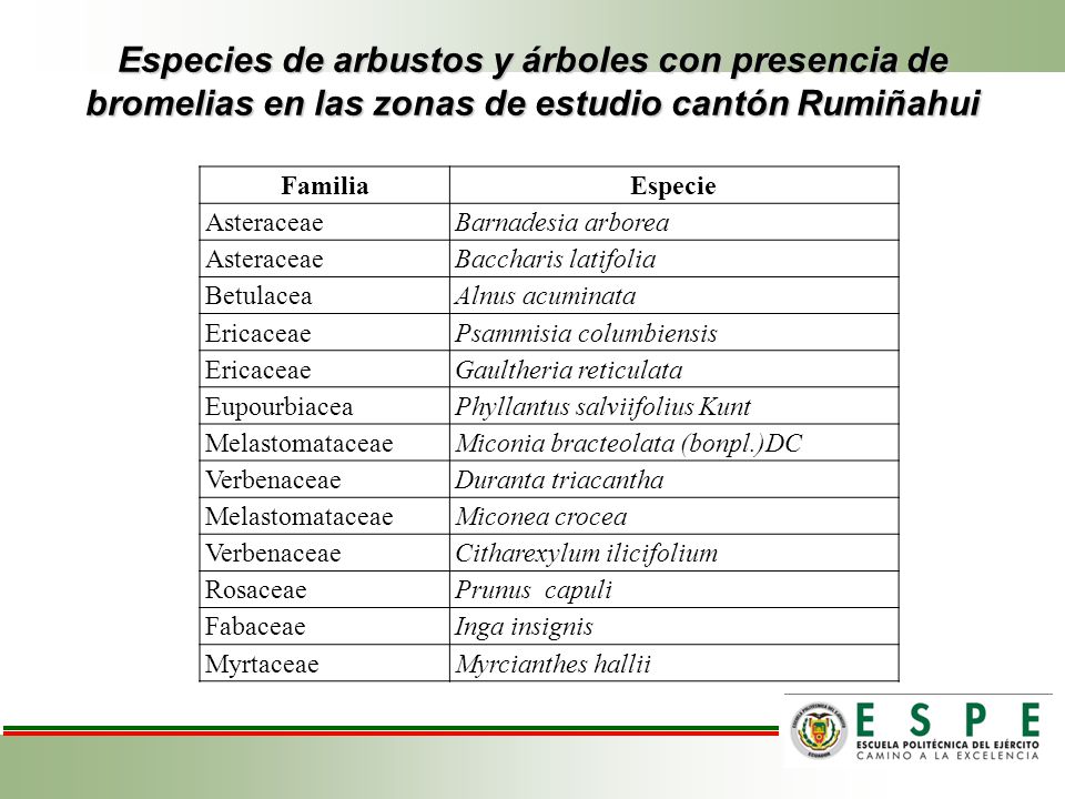 Especies de arbustos y árboles con presencia de bromelias en las zonas de estudio cantón Rumiñahui