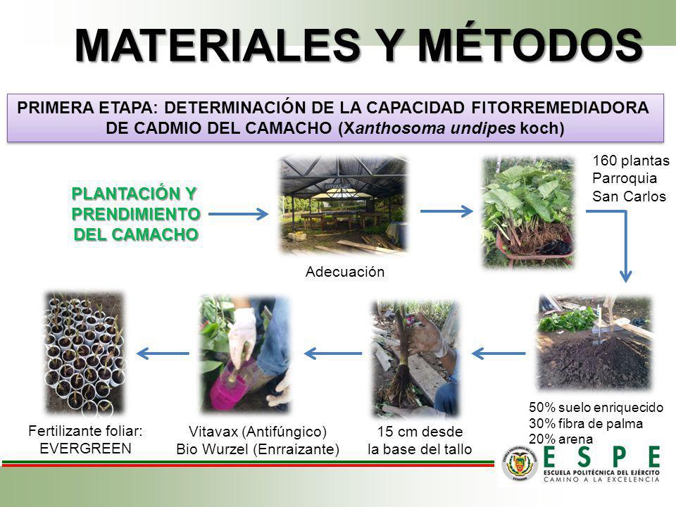 MATERIALES Y MÉTODOS PRIMERA ETAPA: DETERMINACIÓN DE LA CAPACIDAD FITORREMEDIADORA. DE CADMIO DEL CAMACHO (Xanthosoma undipes koch)