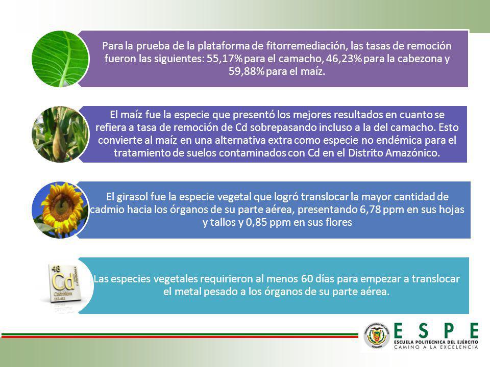 Para la prueba de la plataforma de fitorremediación, las tasas de remoción fueron las siguientes: 55,17% para el camacho, 46,23% para la cabezona y 59,88% para el maíz.