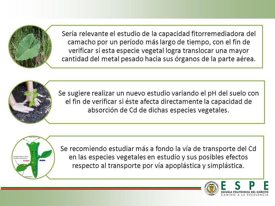 Sería relevante el estudio de la capacidad fitorremediadora del camacho por un período más largo de tiempo, con el fin de verificar si esta especie vegetal logra translocar una mayor cantidad del metal pesado hacia sus órganos de la parte aérea.