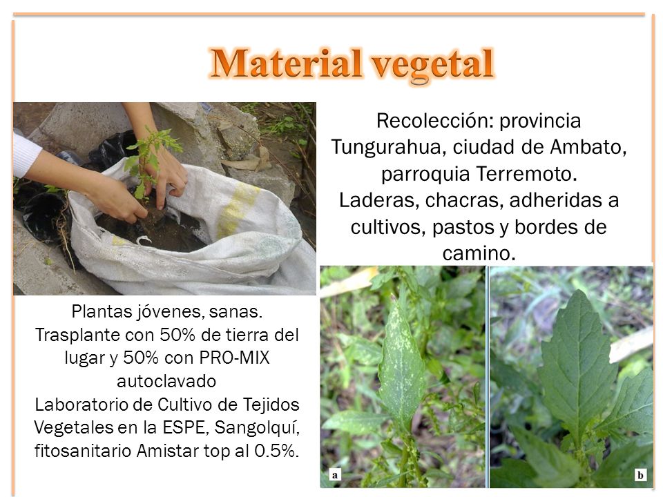 Material vegetal Recolección: provincia Tungurahua, ciudad de Ambato, parroquia Terremoto.