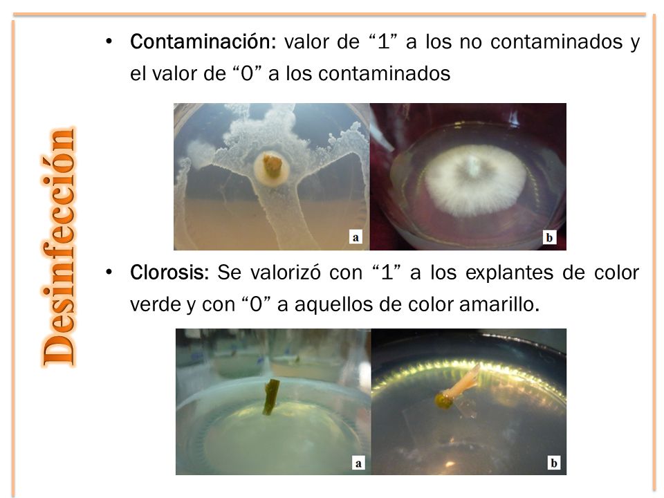 Contaminación: valor de 1 a los no contaminados y el valor de 0 a los contaminados