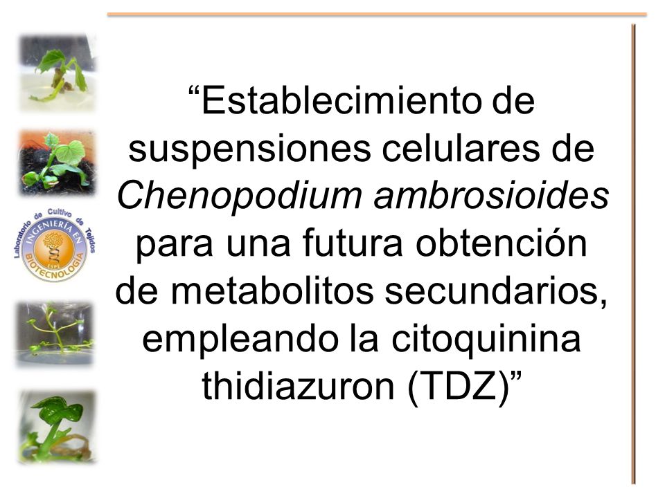 Establecimiento de suspensiones celulares de Chenopodium ambrosioides para una futura obtención de metabolitos secundarios, empleando la citoquinina thidiazuron (TDZ)