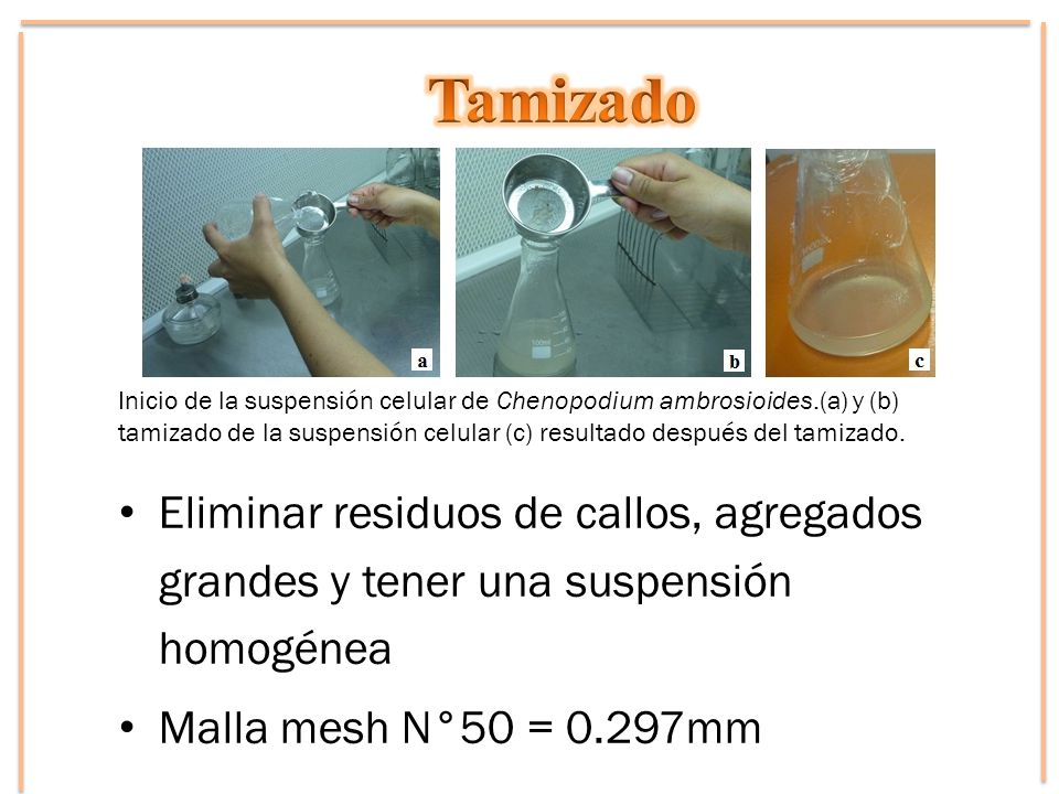 Tamizado Inicio de la suspensión celular de Chenopodium ambrosioides.(a) y (b) tamizado de la suspensión celular (c) resultado después del tamizado.