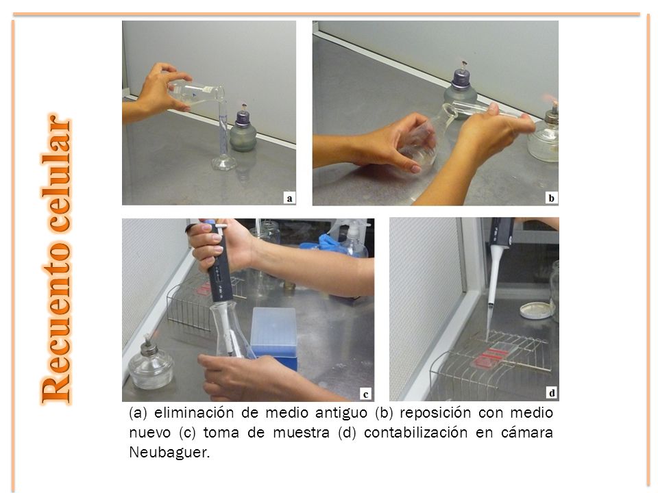 Recuento celular (a) eliminación de medio antiguo (b) reposición con medio nuevo (c) toma de muestra (d) contabilización en cámara Neubaguer.