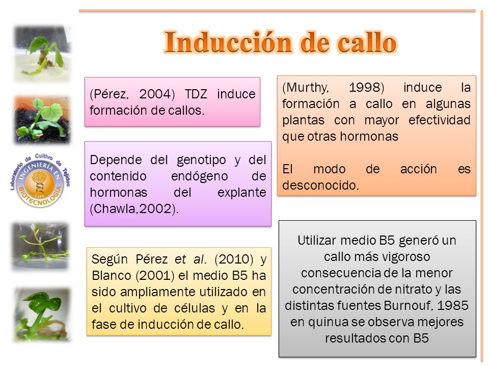 Inducción de callo (Pérez, 2004) TDZ induce formación de callos.