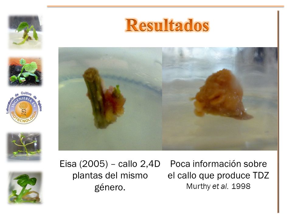 Resultados Eisa (2005) – callo 2,4D plantas del mismo género.