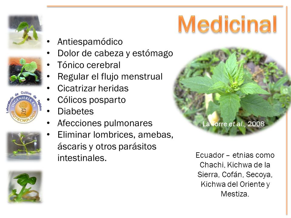 Medicinal Antiespamódico Dolor de cabeza y estómago Tónico cerebral
