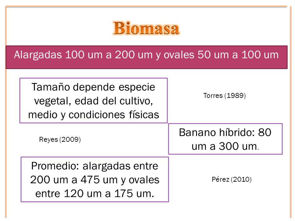 Alargadas 100 um a 200 um y ovales 50 um a 100 um