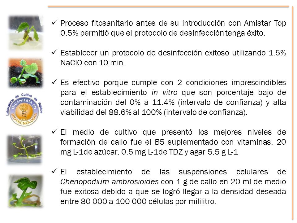 Proceso fitosanitario antes de su introducción con Amistar Top 0