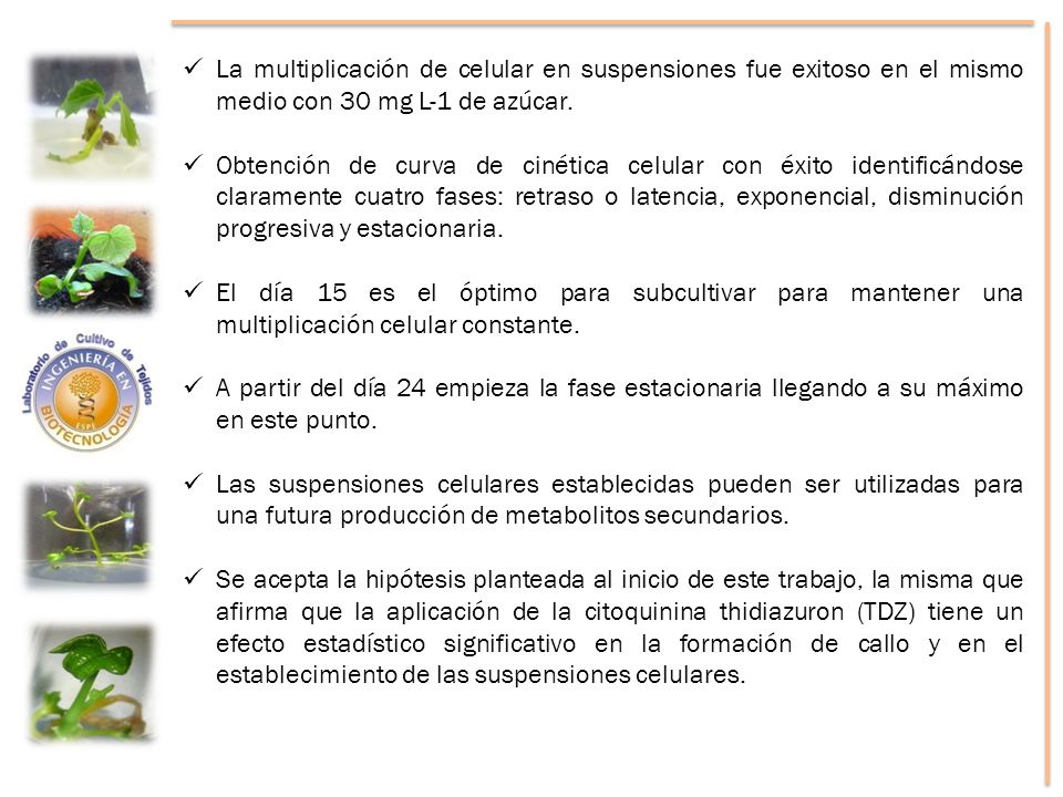 La multiplicación de celular en suspensiones fue exitoso en el mismo medio con 30 mg L-1 de azúcar.