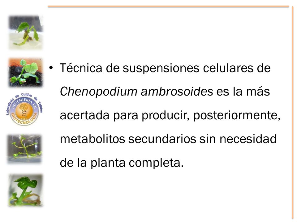 Técnica de suspensiones celulares de Chenopodium ambrosoides es la más acertada para producir, posteriormente, metabolitos secundarios sin necesidad de la planta completa.