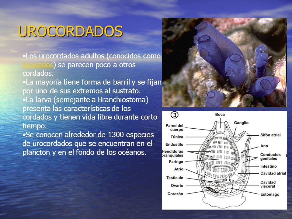 UROCORDADOS Los urocordados adultos (conocidos como tunicados) se parecen poco a otros cordados.