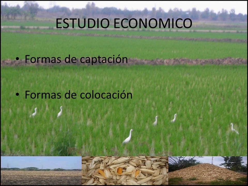 ESTUDIO ECONOMICO Formas de captación Formas de colocación