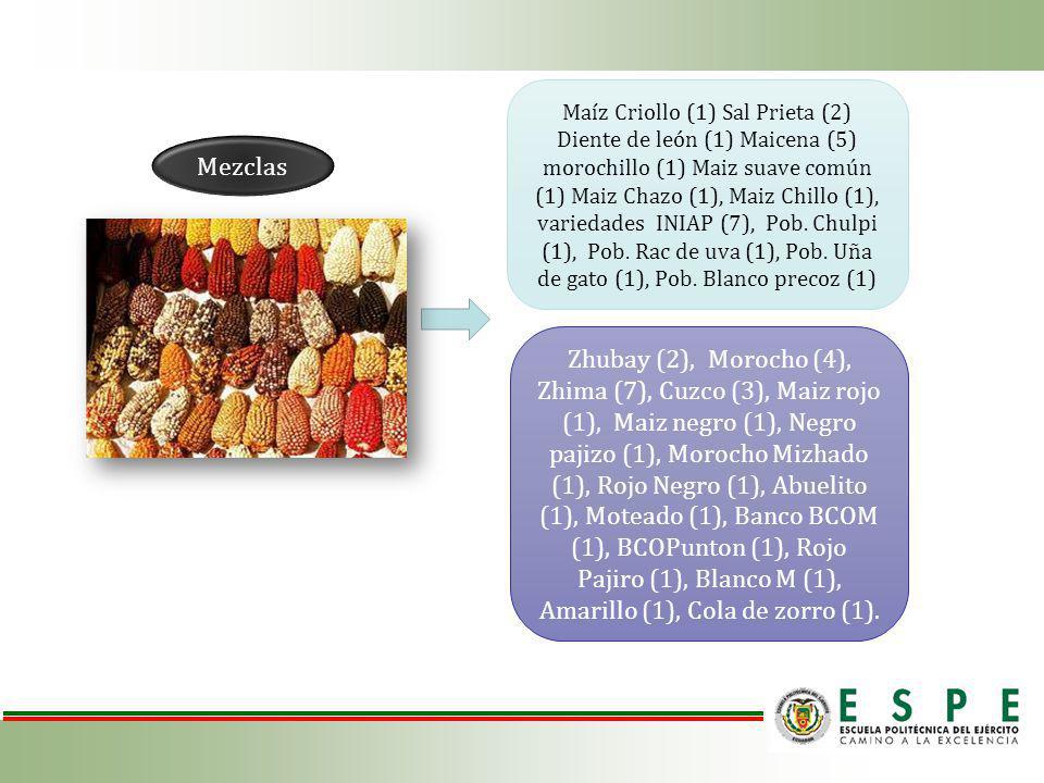 Maíz Criollo (1) Sal Prieta (2) Diente de león (1) Maicena (5) morochillo (1) Maiz suave común (1) Maiz Chazo (1), Maiz Chillo (1), variedades INIAP (7), Pob. Chulpi (1), Pob. Rac de uva (1), Pob. Uña de gato (1), Pob. Blanco precoz (1)