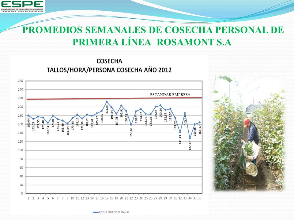 PROMEDIOS SEMANALES DE COSECHA PERSONAL DE PRIMERA LÍNEA ROSAMONT S.A