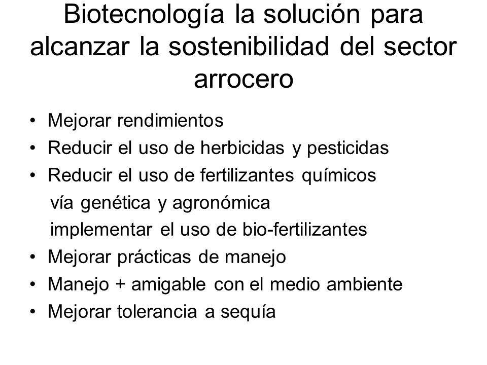 Biotecnología la solución para alcanzar la sostenibilidad del sector arrocero