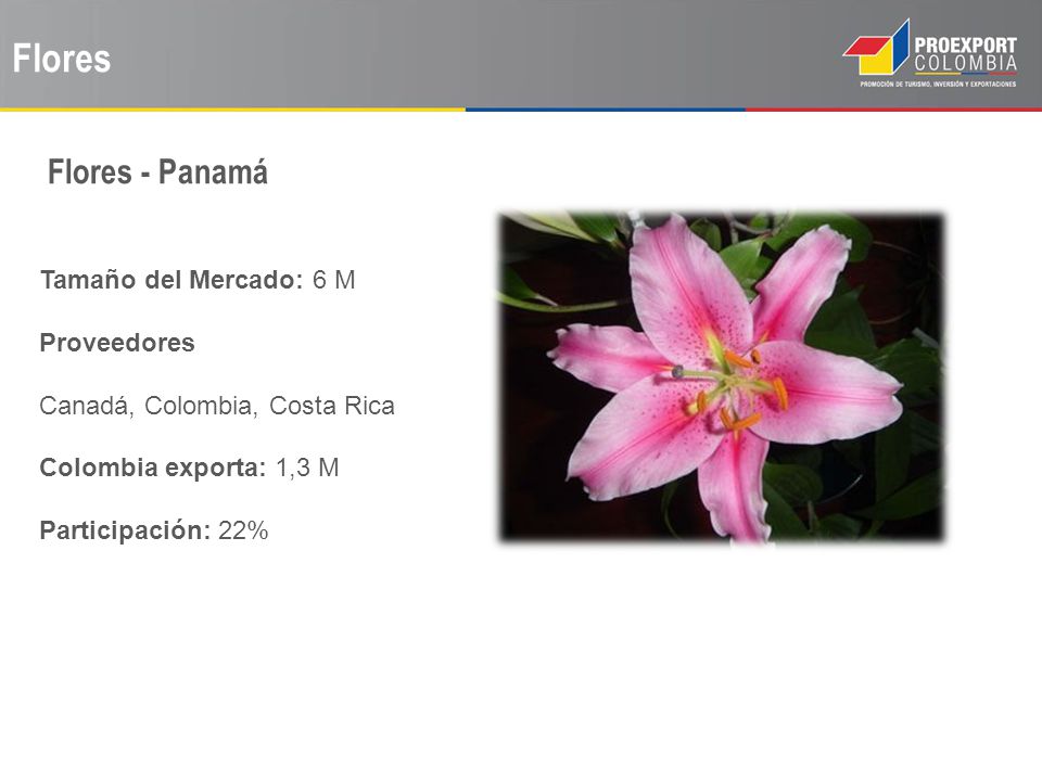 Flores Flores - Panamá Tamaño del Mercado: 6 M Proveedores