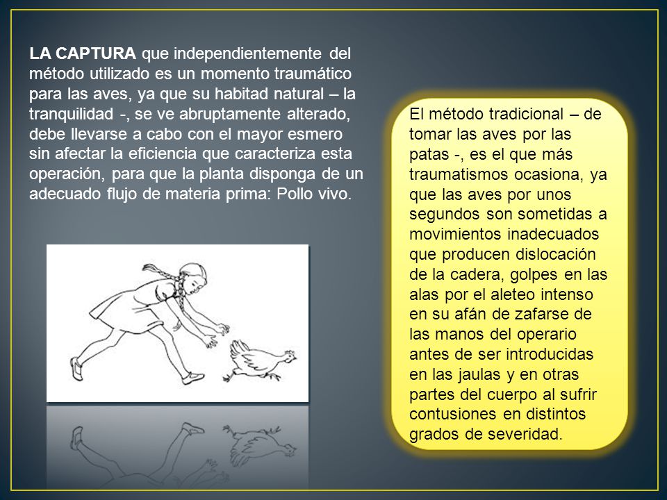 LA CAPTURA que independientemente del método utilizado es un momento traumático para las aves, ya que su habitad natural – la tranquilidad -, se ve abruptamente alterado, debe llevarse a cabo con el mayor esmero sin afectar la eficiencia que caracteriza esta operación, para que la planta disponga de un adecuado flujo de materia prima: Pollo vivo.