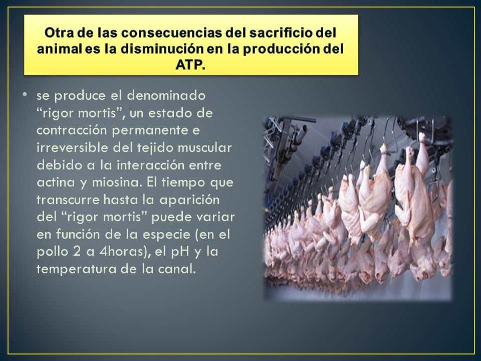 Otra de las consecuencias del sacrificio del animal es la disminución en la producción del ATP.