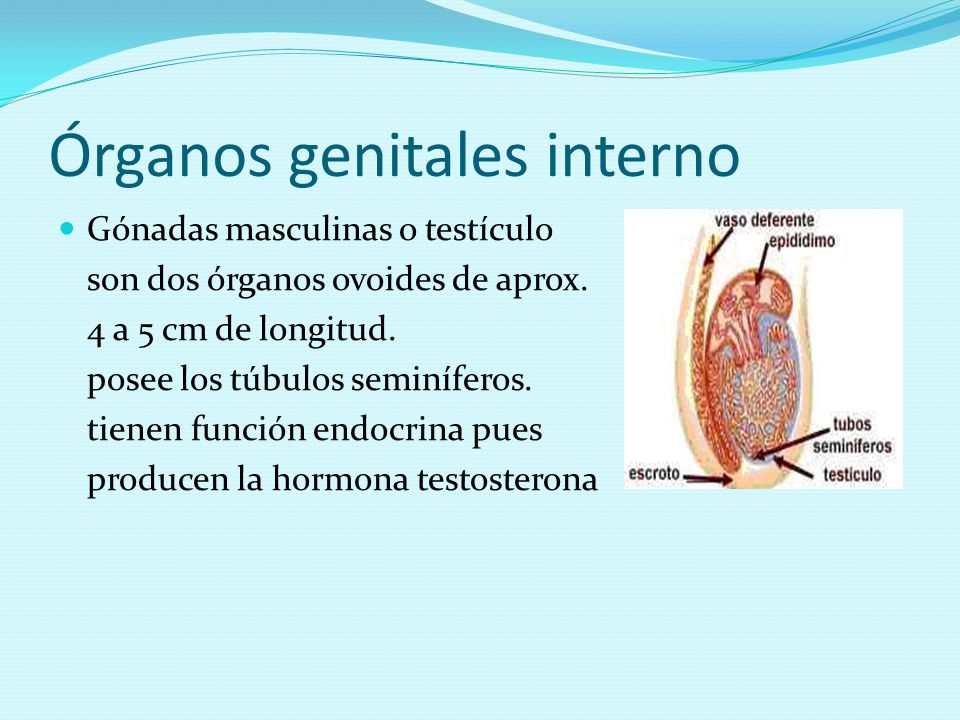 Órganos genitales interno