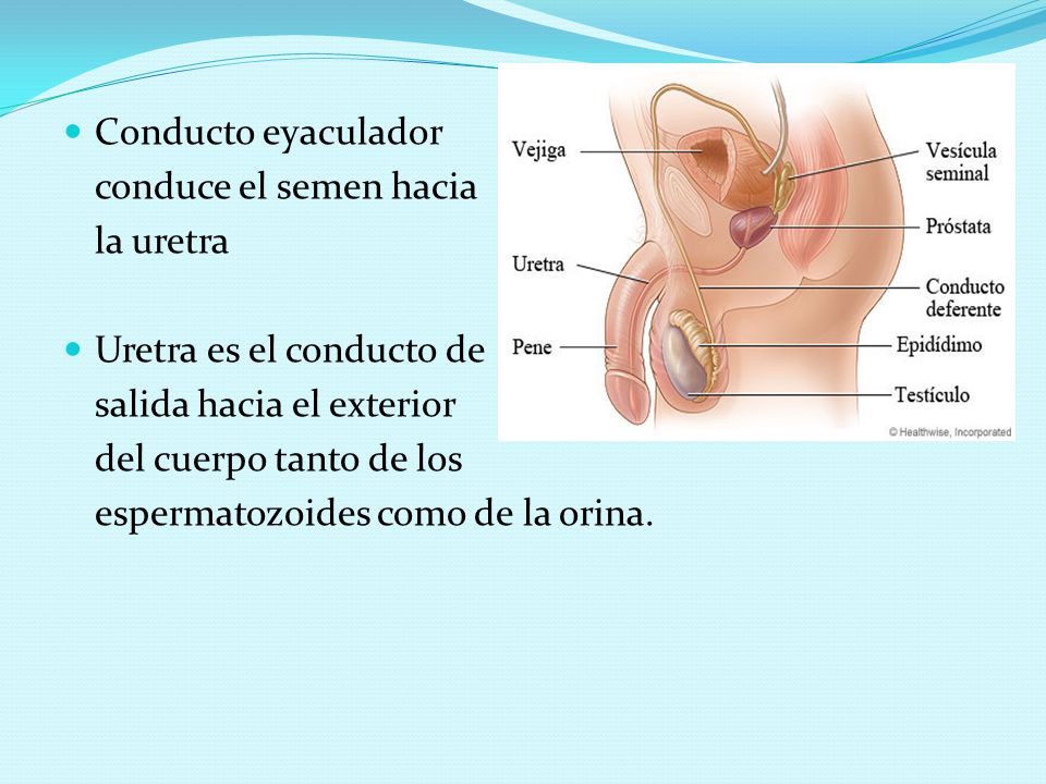 Conducto eyaculador conduce el semen hacia. la uretra. Uretra es el conducto de. salida hacia el exterior.