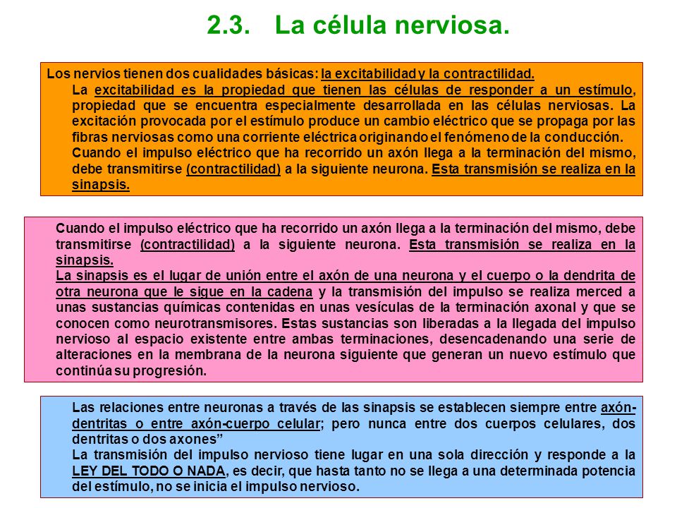 2.3. La célula nerviosa. Los nervios tienen dos cualidades básicas: la excitabilidad y la contractilidad.