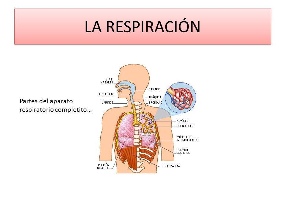 LA RESPIRACIÓN Partes del aparato respiratorio completito…