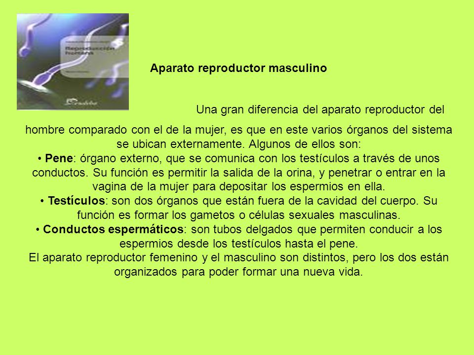 Aparato reproductor masculino Una gran diferencia del aparato reproductor del hombre comparado con el de la mujer, es que en este varios órganos del sistema se ubican externamente. Algunos de ellos son: