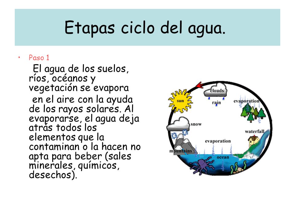 Etapas ciclo del agua. Paso 1. El agua de los suelos, ríos, océanos y vegetación se evapora.