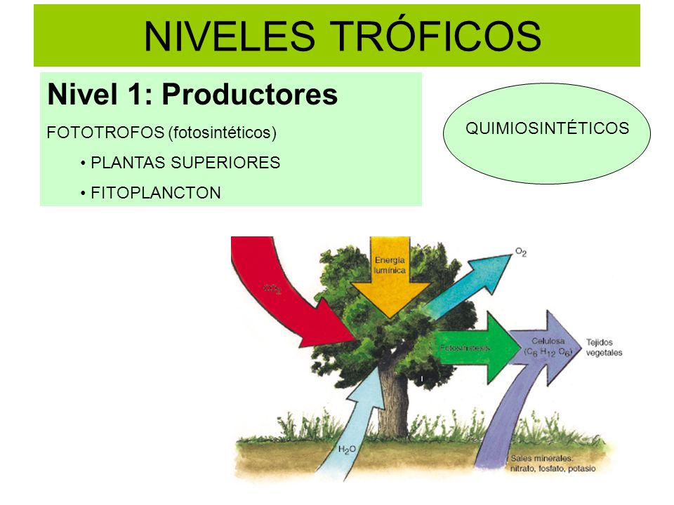 NIVELES TRÓFICOS Nivel 1: Productores FOTOTROFOS (fotosintéticos)