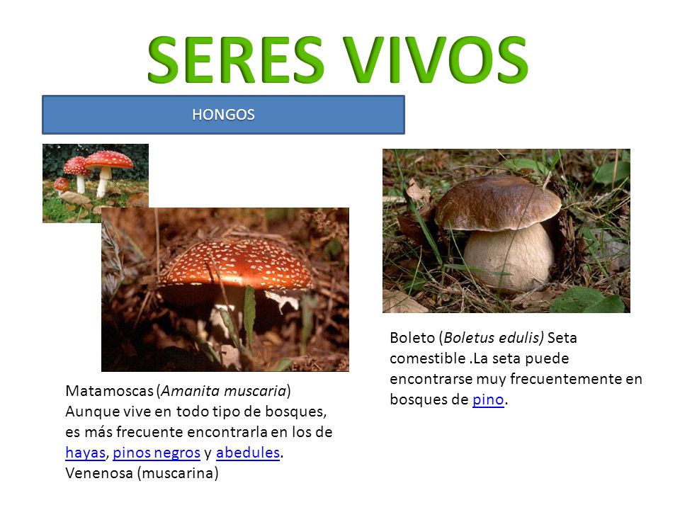 SERES VIVOS HONGOS. Boleto (Boletus edulis) Seta comestible .La seta puede encontrarse muy frecuentemente en bosques de pino.