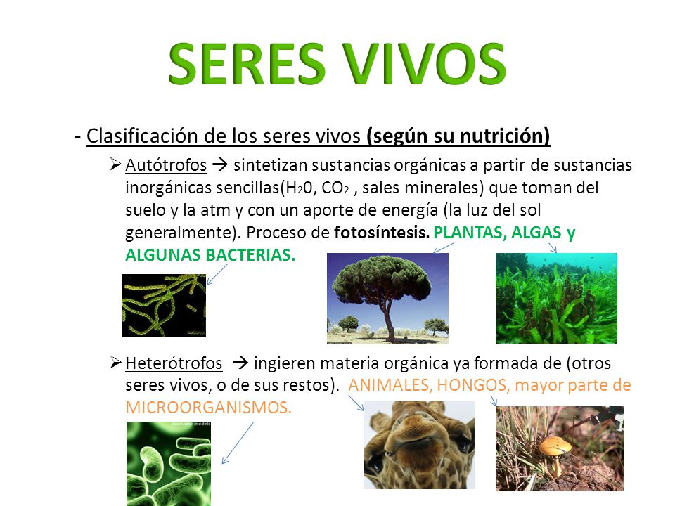SERES VIVOS - Clasificación de los seres vivos (según su nutrición)