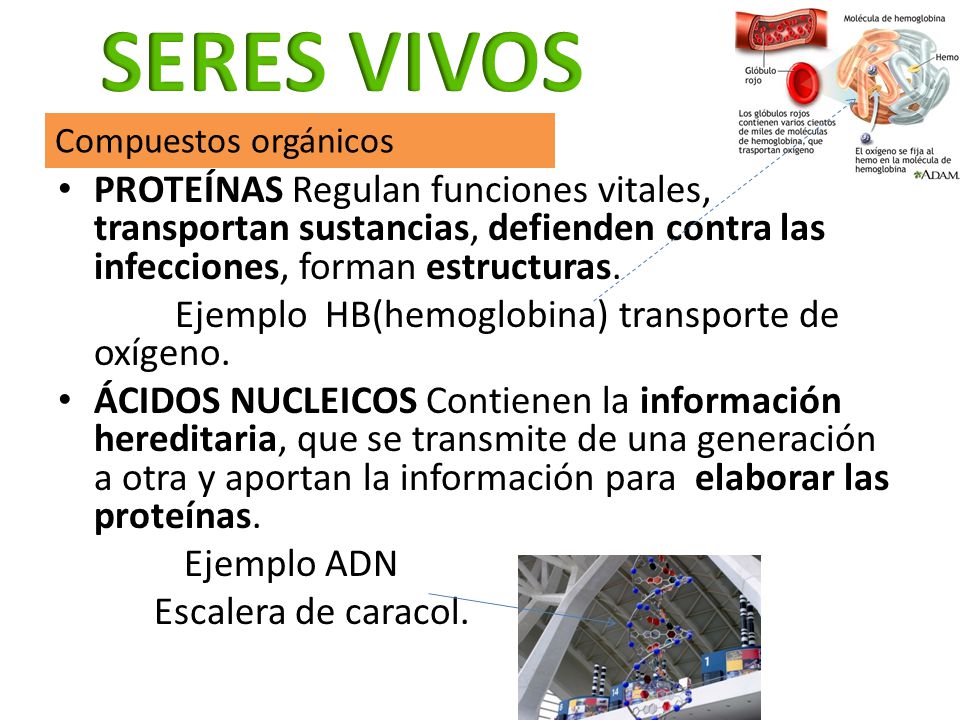 SERES VIVOS Compuestos orgánicos. PROTEÍNAS Regulan funciones vitales, transportan sustancias, defienden contra las infecciones, forman estructuras.