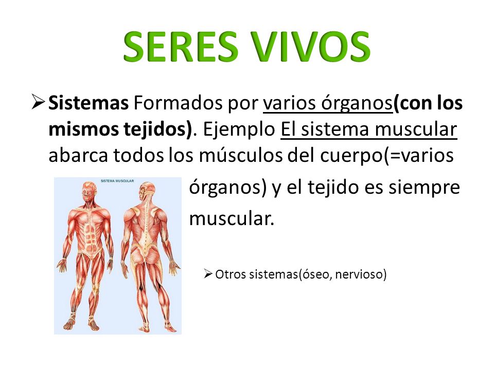 SERES VIVOS Sistemas Formados por varios órganos(con los mismos tejidos). Ejemplo El sistema muscular abarca todos los músculos del cuerpo(=varios.