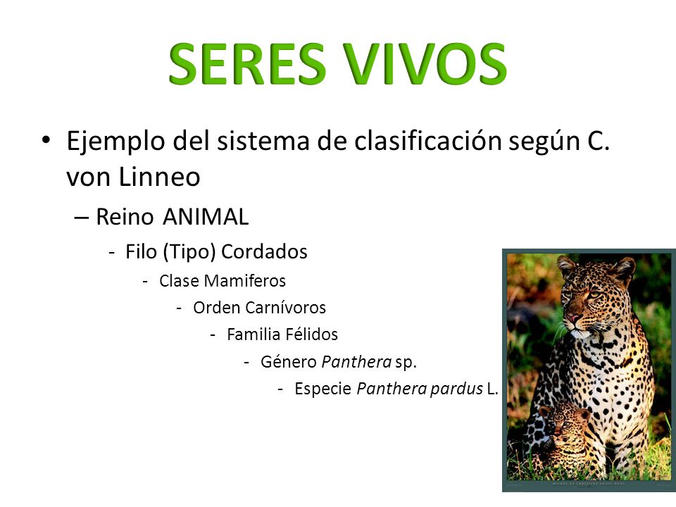 SERES VIVOS Ejemplo del sistema de clasificación según C. von Linneo