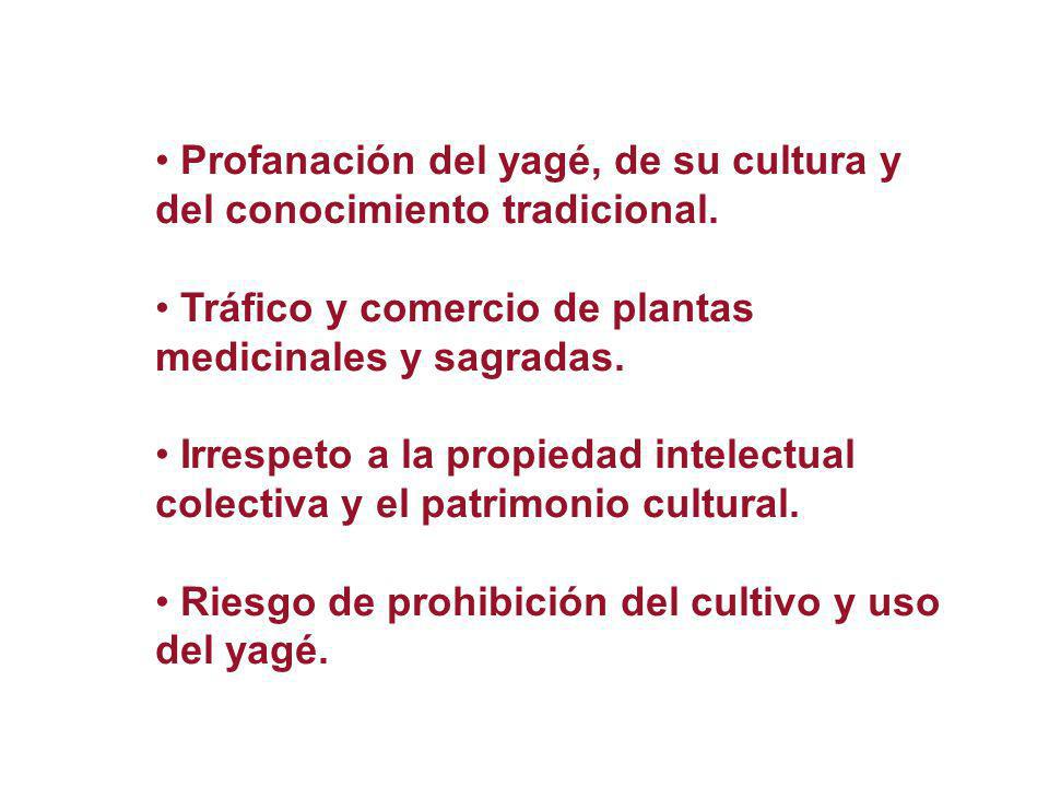 Profanación del yagé, de su cultura y del conocimiento tradicional.
