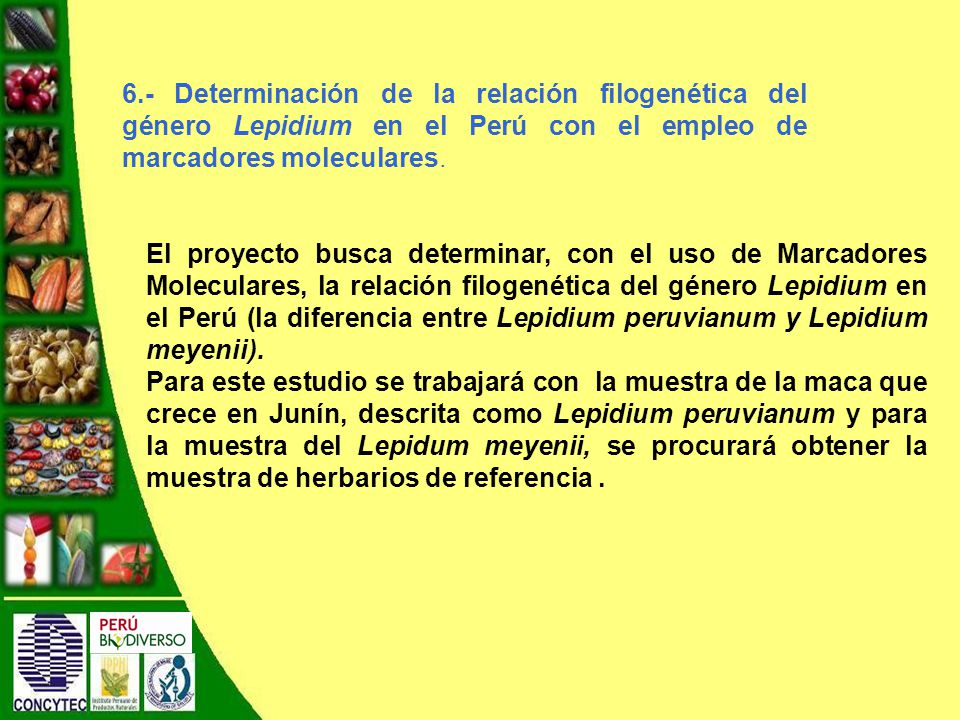 6.- Determinación de la relación filogenética del género Lepidium en el Perú con el empleo de marcadores moleculares.