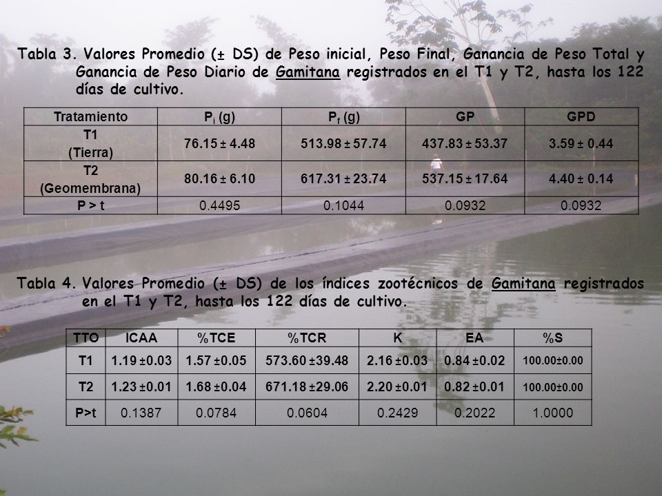 Tabla 3. Valores Promedio (± DS) de Peso inicial, Peso Final, Ganancia de Peso Total y Ganancia de Peso Diario de Gamitana registrados en el T1 y T2, hasta los 122 días de cultivo.